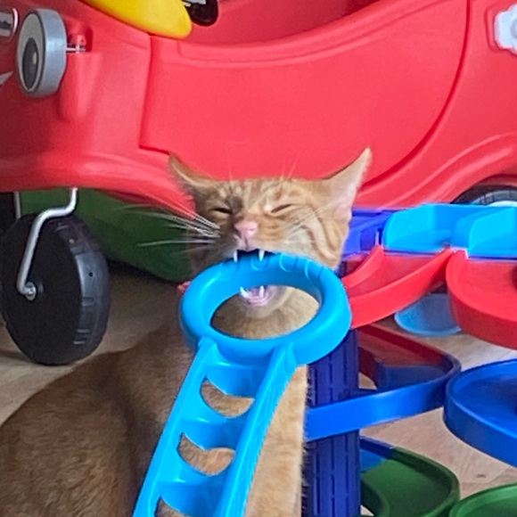 LOW STARTS (Want shipped ASAP?? Please let me know!!) - Picture 4 of 6